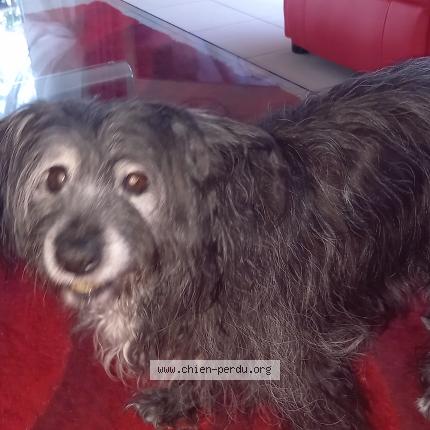 Photo 1/1 Chien retrouvé Perdu à Breuillet