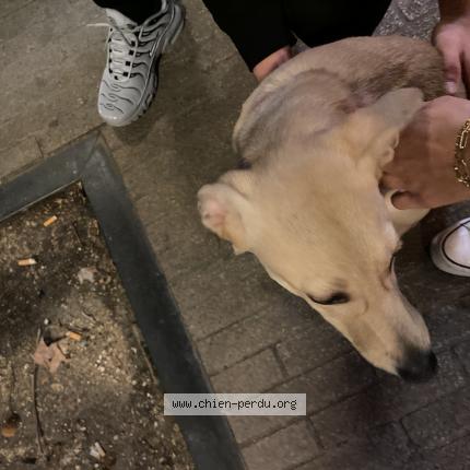 Photo de chien trouvé à Avignon