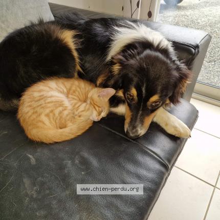 Photo de chien perdu à Gael