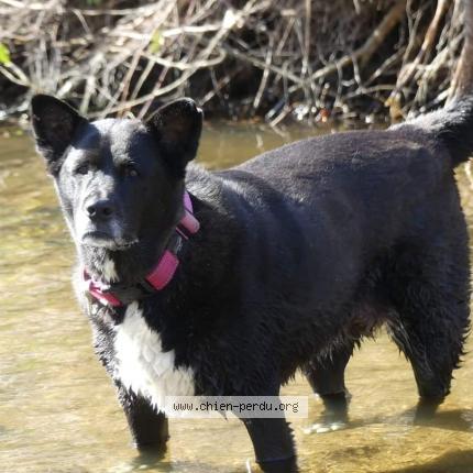 Photo de chien perdu à Lorgues