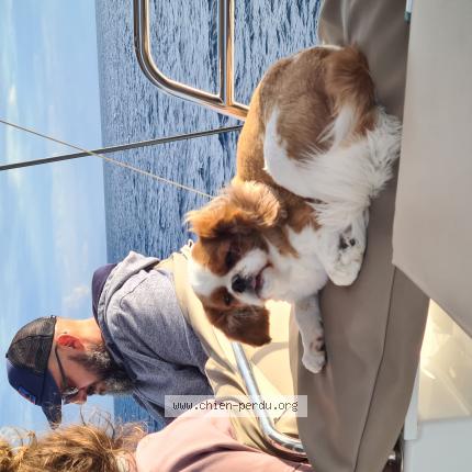 Photo 1/1 Chien retrouvé Perdu à Toulon