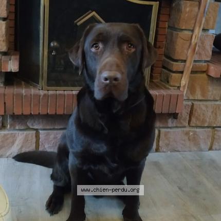 Photo de chien perdu à Clichy Sous Bois