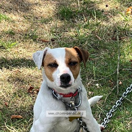 Photo 1/1 Chien retrouvé Perdu à St pathus