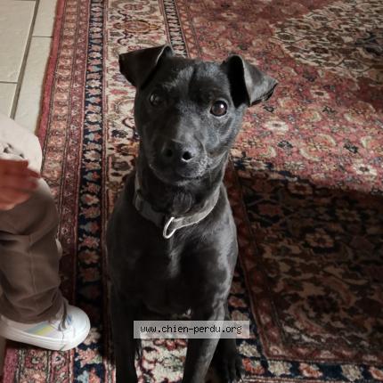 Photo de chien perdu à Marignane