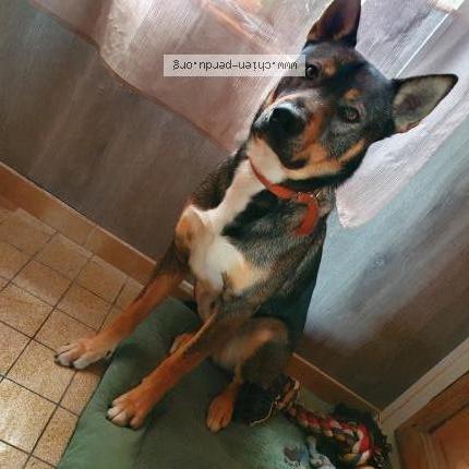 Photo de chien perdu à Bretoncelles