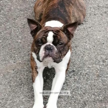 Photo 1/1 Chien retrouvé Perdu à Montegut Arros