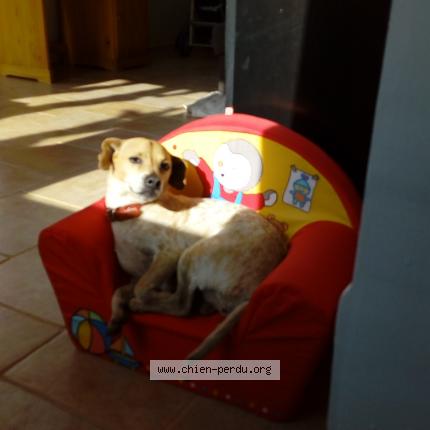 Photo 1/1 Chien retrouvé Perdu à Rouairoux