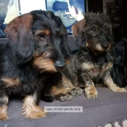 Photo 1/1 Chien retrouvé Perdu à Servies et labaume