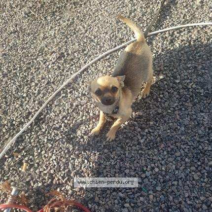 Photo de chien perdu à Ouroux Sur Saone