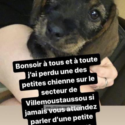 Photo de chien perdu à Villemoustaussou
