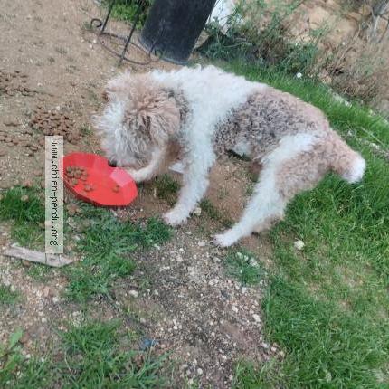 Photo de chien trouvé à Saint Gengoux De Scisse