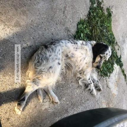 Photo 1/1 Chien retrouvé Perdu à Bellegarde