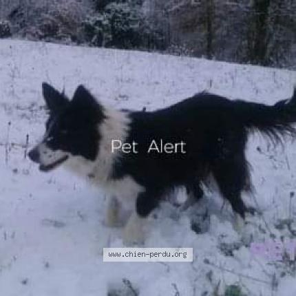 Photo 1/1 Chien retrouvé Perdu à Rabat Les Trois Seigneurs