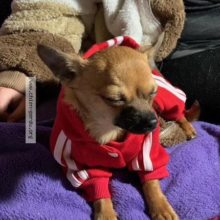 Photo de chien perdu à Colombes