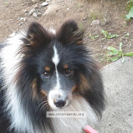 Photo de chien perdu à Poussanges