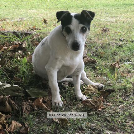 Photo de chien perdu à Marignane