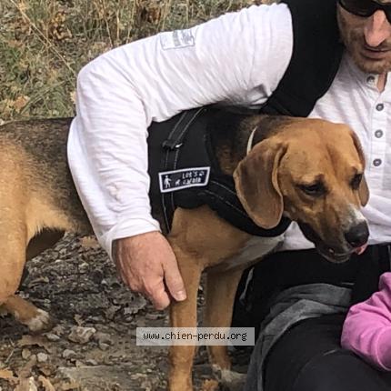 Photo 1/1 Chien retrouvé Perdu à Rousset Fuveau