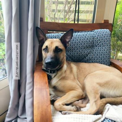 Photo 1/1 Chien retrouvé Perdu à Sevres