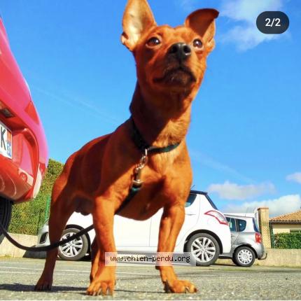 Photo 1/1 Chien retrouvé Perdu à Colomiers