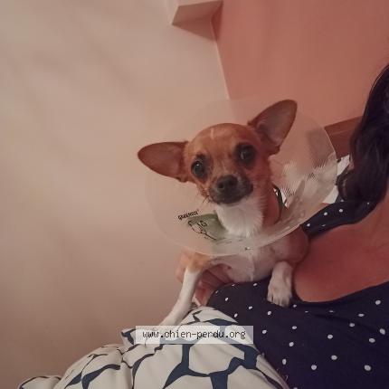 Photo de chien perdu à Frontignan