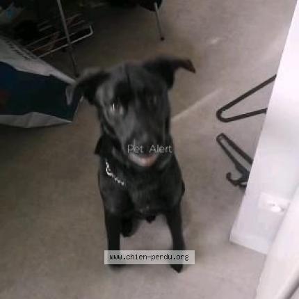 Photo 1/1 Chien retrouvé Trouvé à Saint Etienne
