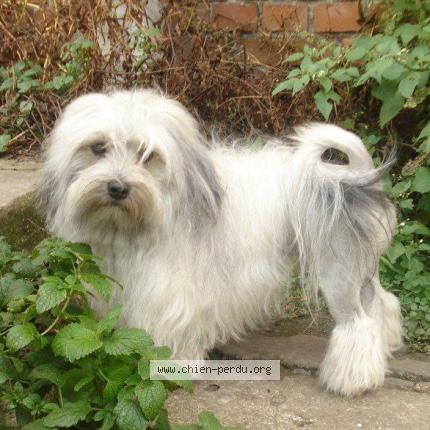 Photo de chien perdu à Lens