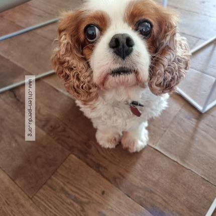 Photo de chien perdu à Feigeres