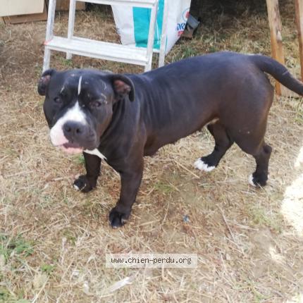 Photo 1/1 Chien retrouvé Perdu à Nimes