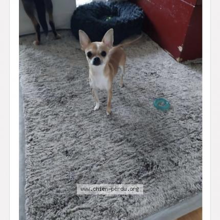 Photo 1/1 Chien retrouvé Perdu à Hennebont