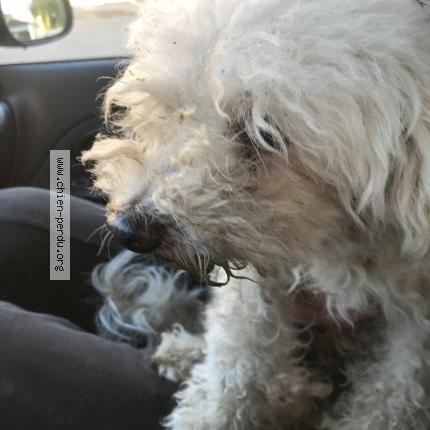 Photo 1/1 Chien retrouvé Trouvé à Launaguet