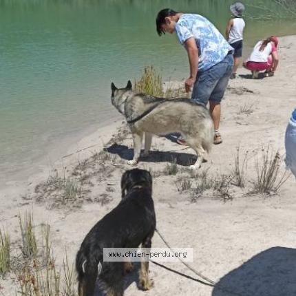 Photo de chien perdu à Saint Claud