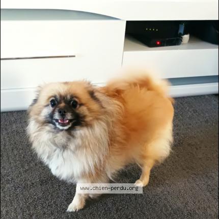 Photo de chien perdu à Saint Jean De La Ruelle