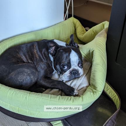 Photo 1/1 Chien retrouvé Perdu à Saint maurice l exil