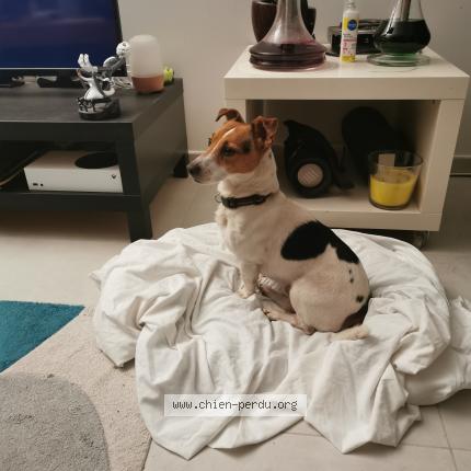 Photo de chien trouvé à Villenave D Ornon