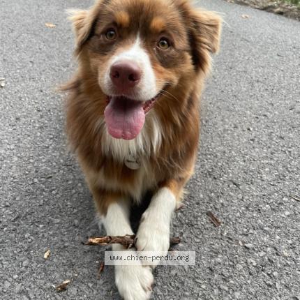 Photo de chien perdu à La Beaume Cornillane