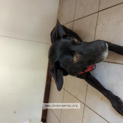 Photo 1/1 Chien retrouvé Trouvé à Bretx