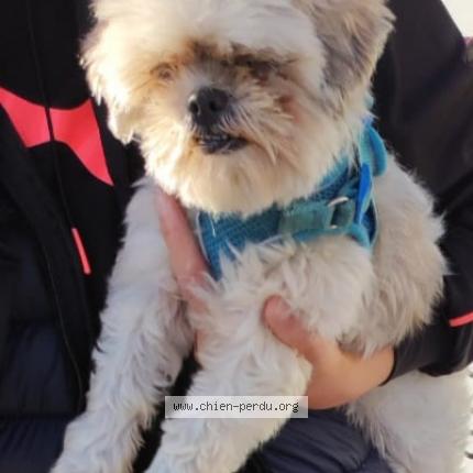 Photo de chien trouvé à Pont De Cheruy