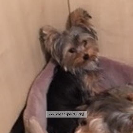 Photo de chien perdu à Pornic