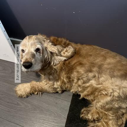 Photo de chien perdu à Hennebont