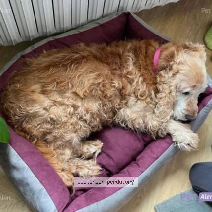 Photo 2/2 Chien retrouvé Perdu à Hennebont