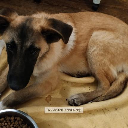 Photo 1/1 Chien retrouvé Perdu à Saint nizier d uriage