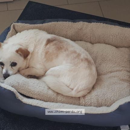 Photo de chien perdu à Becon Les Granits