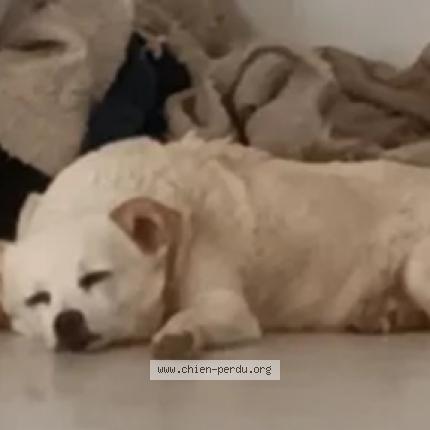 Photo 2/2 Chien retrouvé Perdu à Becon Les Granits