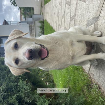 Photo 1/1 Chien retrouvé Perdu à Le Blanc Mesnil