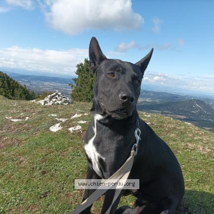 Photo 1/1 Chien retrouvé Perdu à Bollene