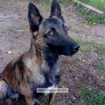 Photo 1/1 Chien retrouvé Perdu à Senonnes