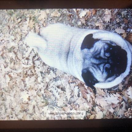 Photo de chien perdu à Cognac