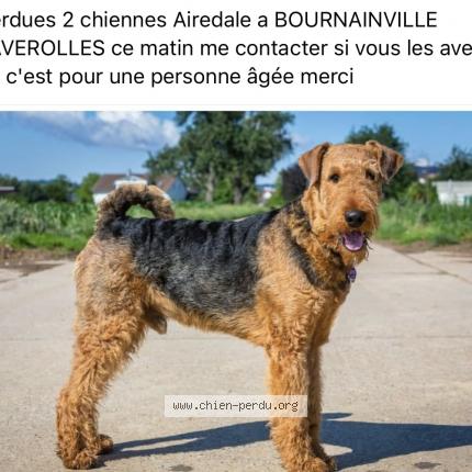Photo 1/1 Chien retrouvé Perdu à Bournainville Faverolles