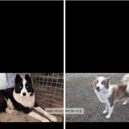 Photo de chien perdu à Thoree Les Pins