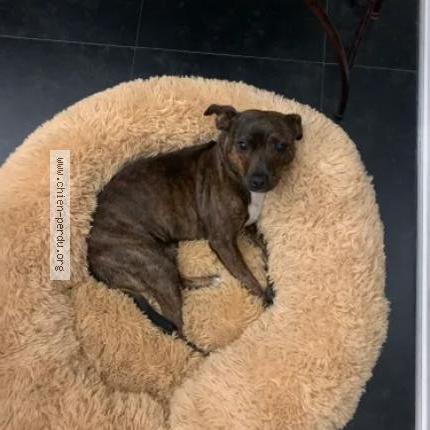 Photo de chien perdu à Ribecourt Dreslincourt